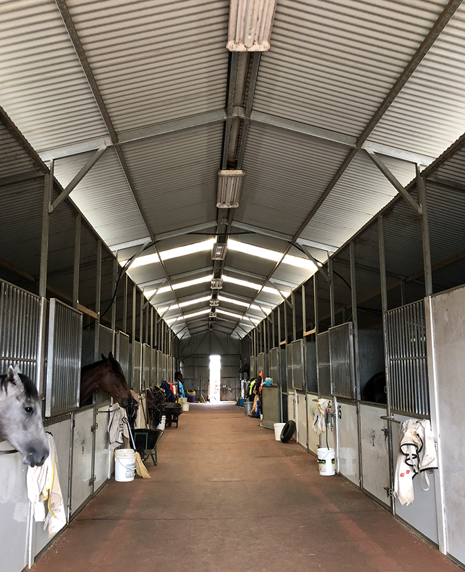 Happy Horses at the Queanbeyan Racing Club Using Our Specifically Formulated Insulation
